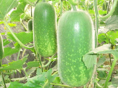 朝阳吃瓜51cg 吃瓜视频每日大赛,每日大赛精彩瞬间大盘点