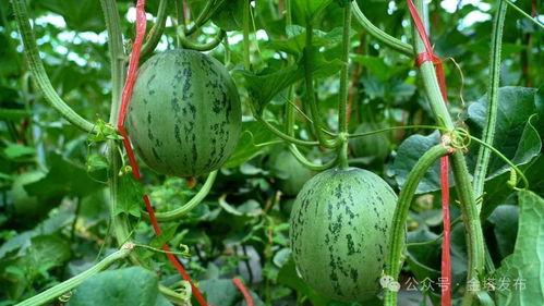 网络大瓜,揭秘娱乐圈幕后真相，带你走进明星隐私世界