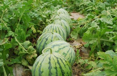 热门大瓜每日必吃大瓜合集